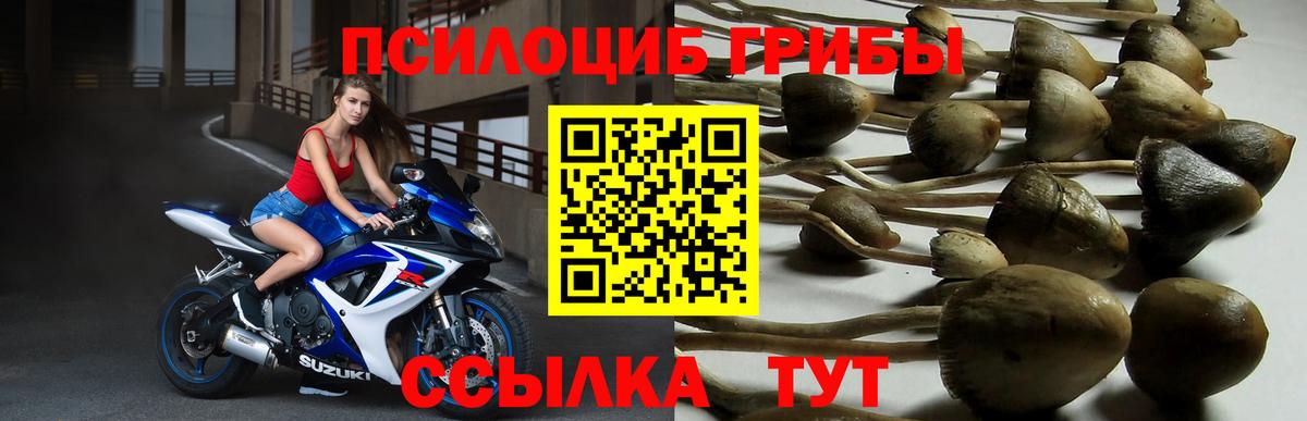 Приморско-Ахтарск  Псилоцибиновые грибы Psilocybe  Вход с VPN 